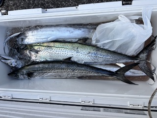 タチウオ