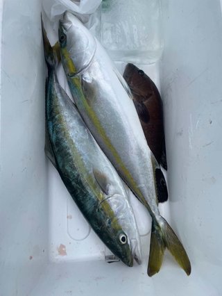 マハタ