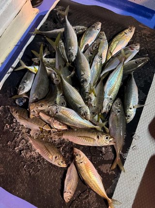 アジ