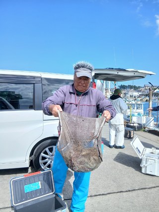 マダコ