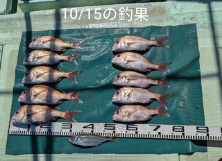 マダイ