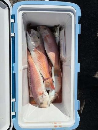 シロアマダイ