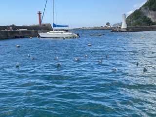 カワハギ