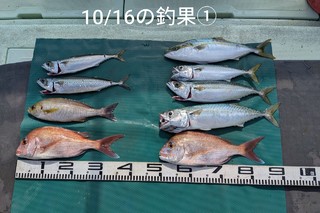 マダイ