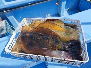 アオリイカ