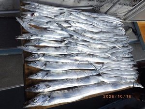 タチウオ
