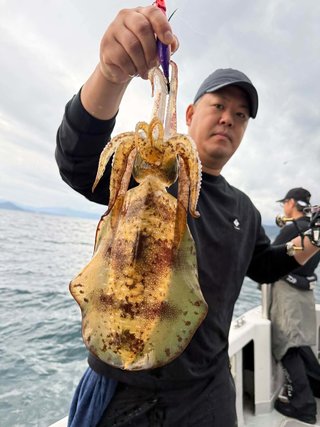 アオリイカ