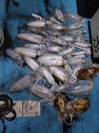 アオリイカ