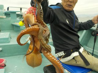 マダコ