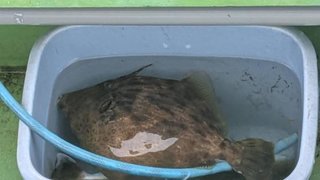 カワハギ