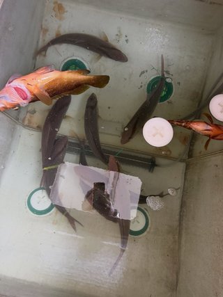 ネリゴ