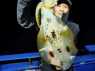 アオリイカ