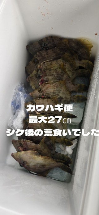 カワハギ