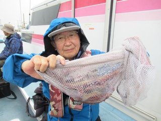 マダコ