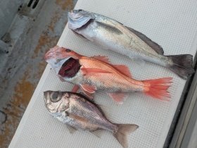 シロムツ