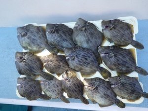 カワハギ