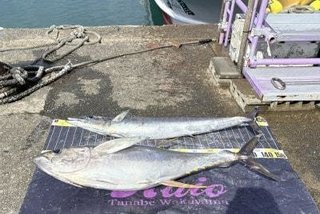 キハダマグロ