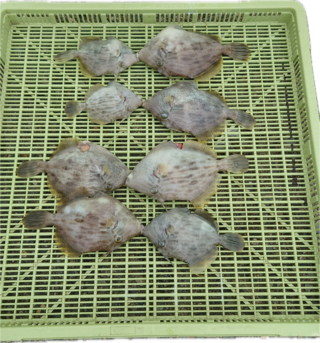 カワハギ