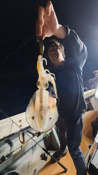 アオリイカ