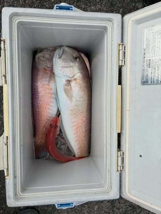 シロアマダイ
