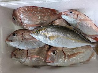 アジ