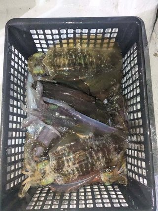 アオリイカ