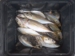 アジ