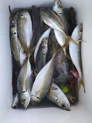 アジ