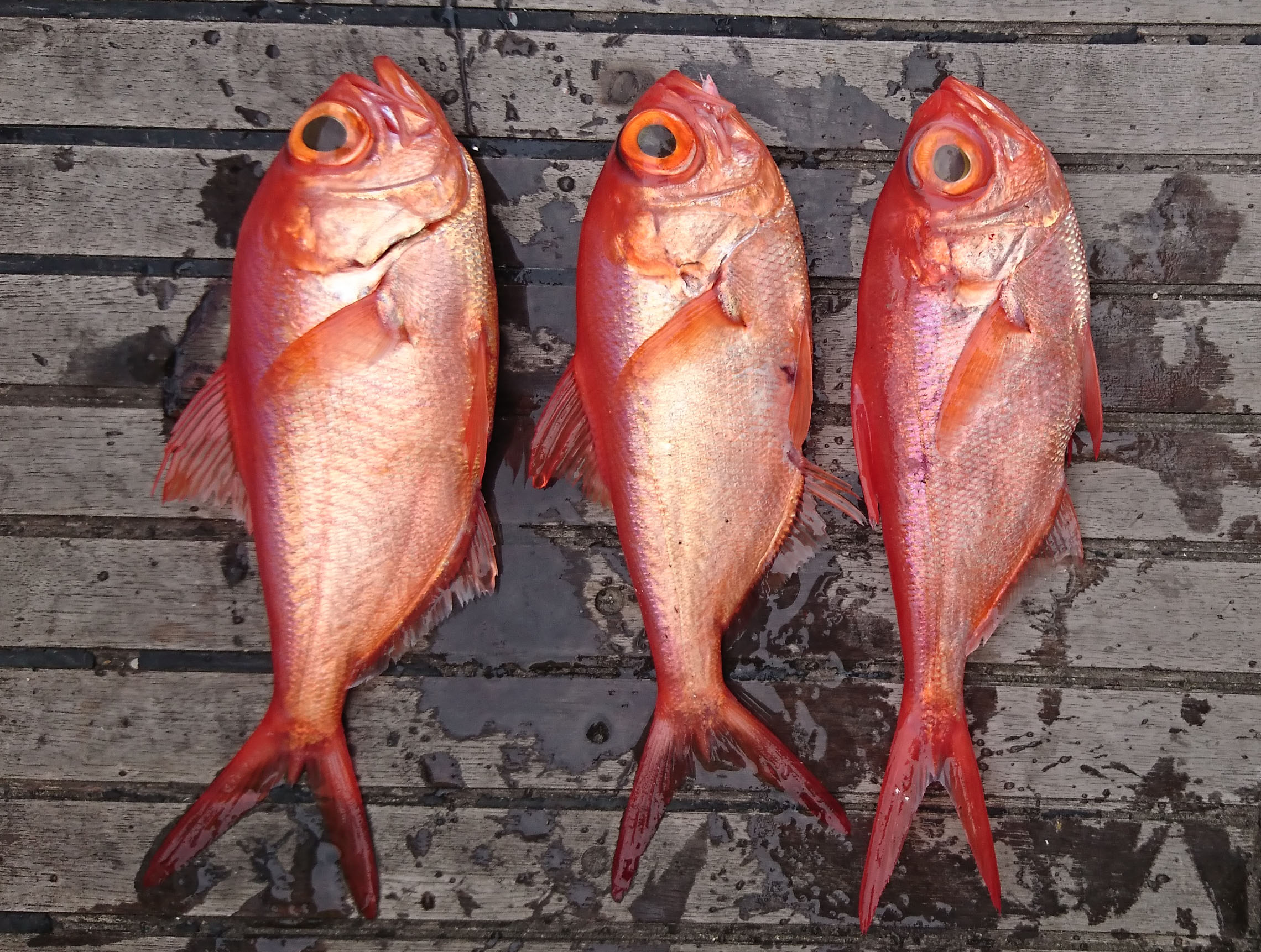 乗合 高級魚満載 中深海五目釣りプラン マリンクラブスサミ 令和丸