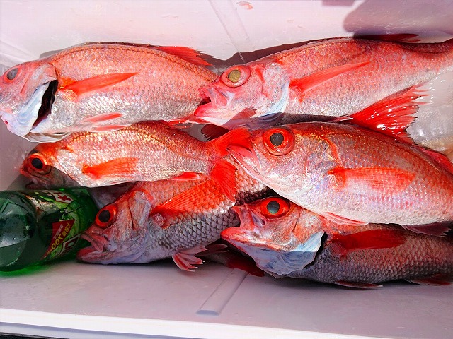 乗合 4名様以上でのご予約でポイント2倍 かんねこ沖12 500円 アカムツ釣りプラン 丸天丸