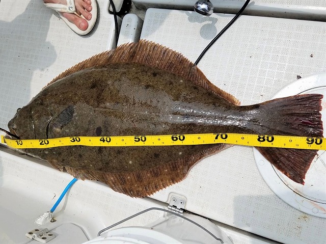 Fishing Boat P ネット予約 釣割 最安値保証 福岡県福岡市姪浜漁港 Fishing Boat P ネット予約 釣割 最安値保証 福岡県福岡市姪浜漁港