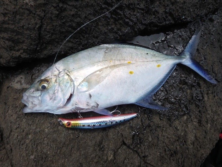 ナンヨウカイワリの特徴 見分け方 写真から探せる魚図鑑