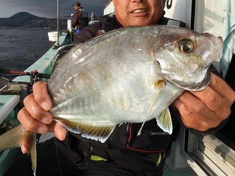 カイワリの特徴 見分け方 写真から探せる魚図鑑