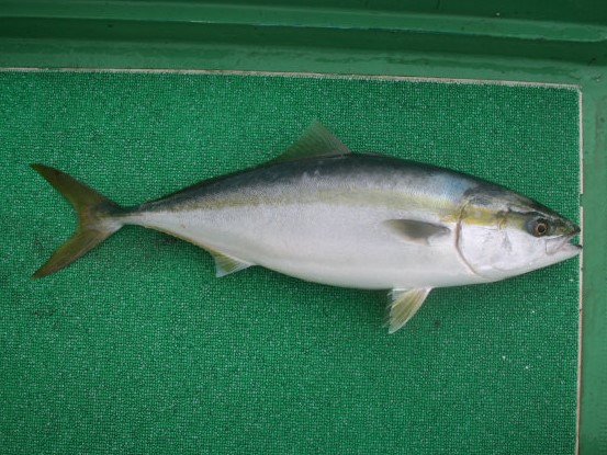 ブリ スズキ目 アジ科 釣魚図鑑 釣割