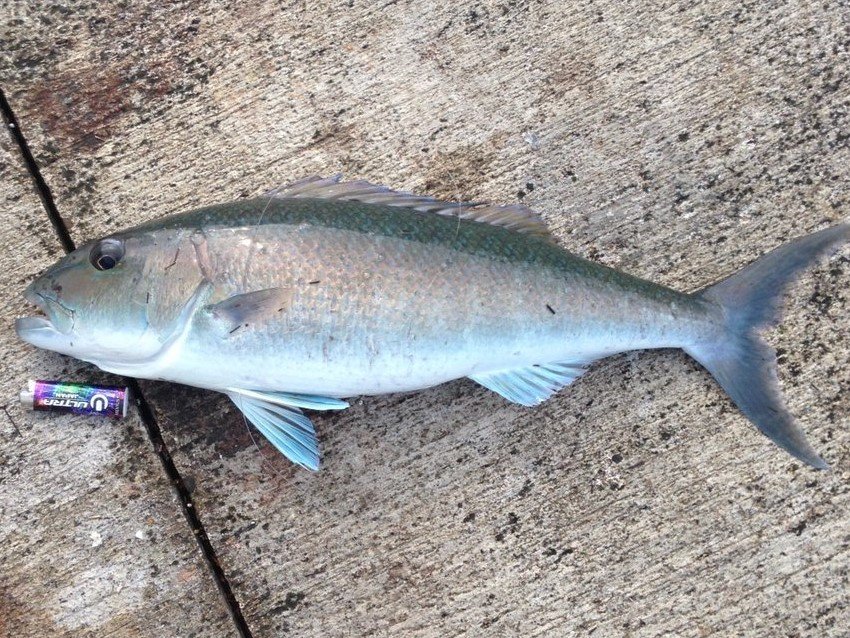 アオチビキ スズキ目 フエダイ科 釣魚図鑑 釣割