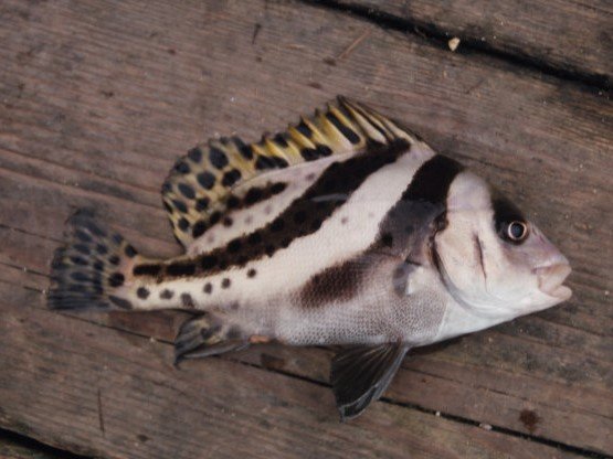 コショウダイの特徴 見分け方 写真から探せる魚図鑑