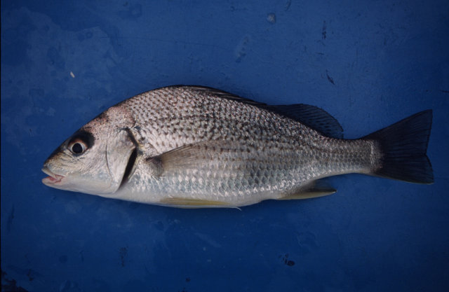 ホシミゾイサキ スズキ目 イサキ科 釣魚図鑑 釣割