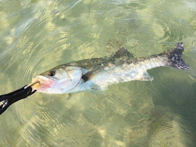 スズキの特徴 見分け方 写真から探せる魚図鑑