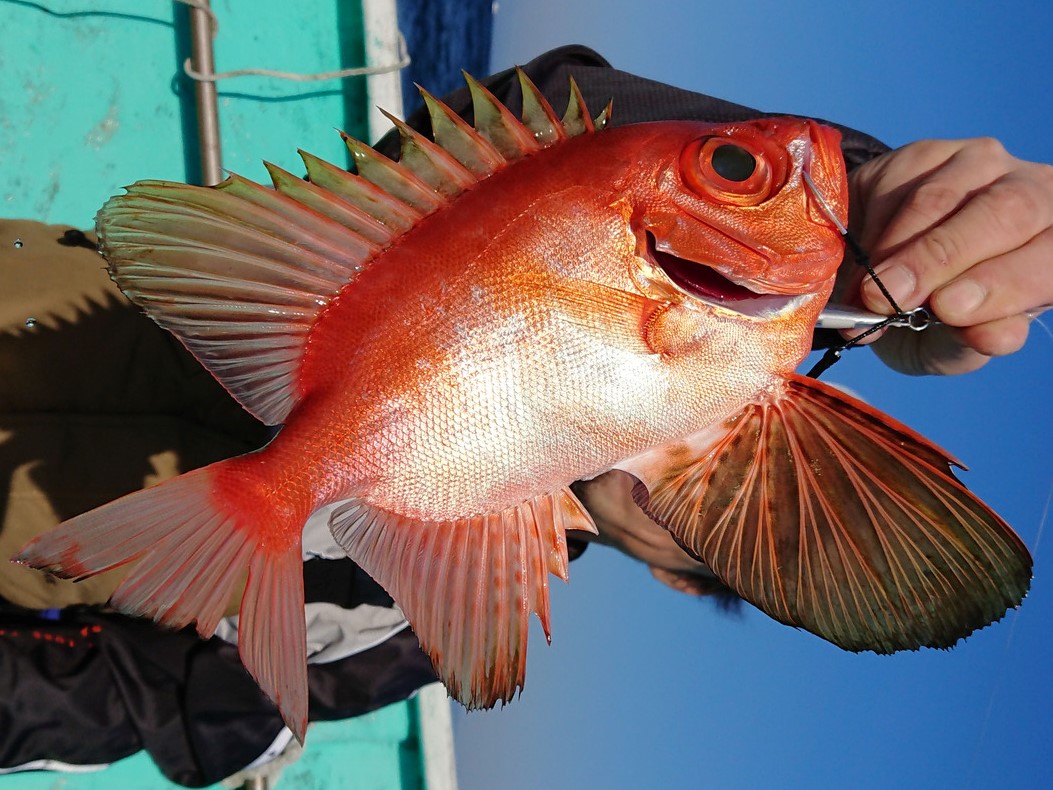 チカメキントキの特徴 見分け方 写真から探せる魚図鑑