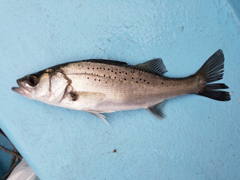 タイリクスズキ スズキ目 スズキ科 釣魚図鑑 釣割