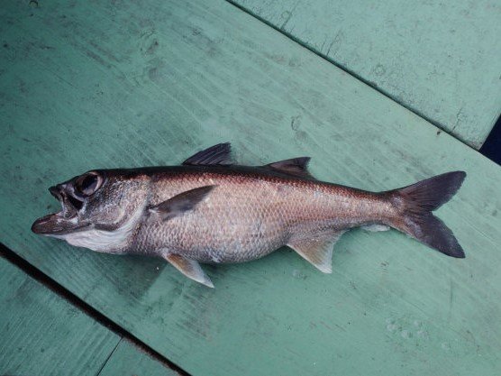 ムツの特徴・見分け方 ｜ 写真から探せる魚図鑑