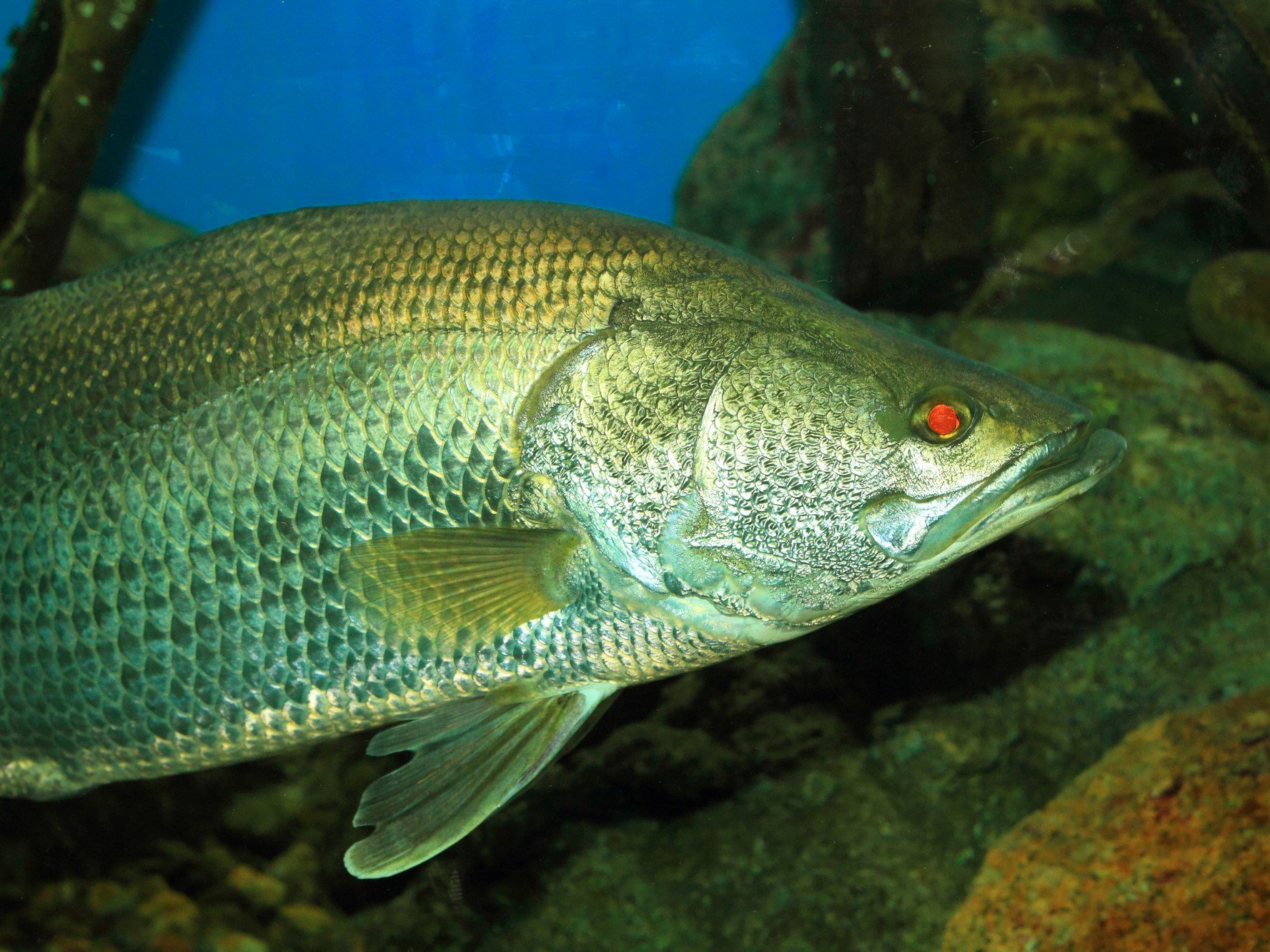 アカメ スズキ目 アカメ科 釣魚図鑑 釣割