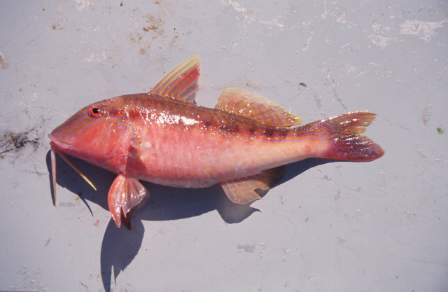 タカサゴヒメジ スズキ目 ヒメジ科 釣魚図鑑 釣割