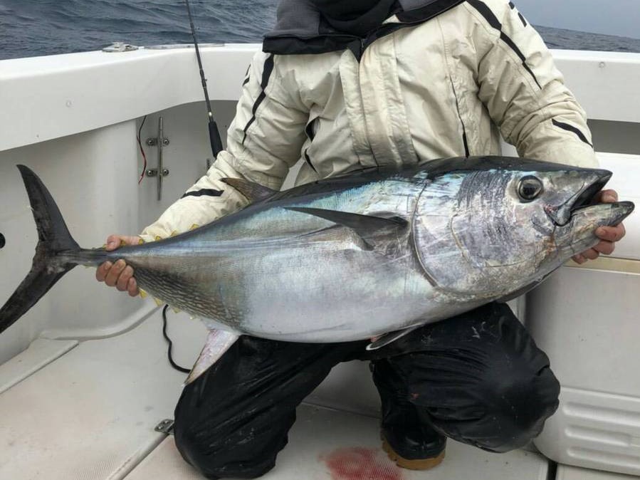 クロマグロの特徴 見分け方 写真から探せる魚図鑑