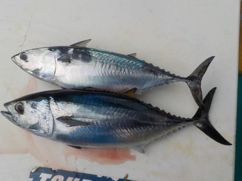 クロマグロの特徴 見分け方 写真から探せる魚図鑑