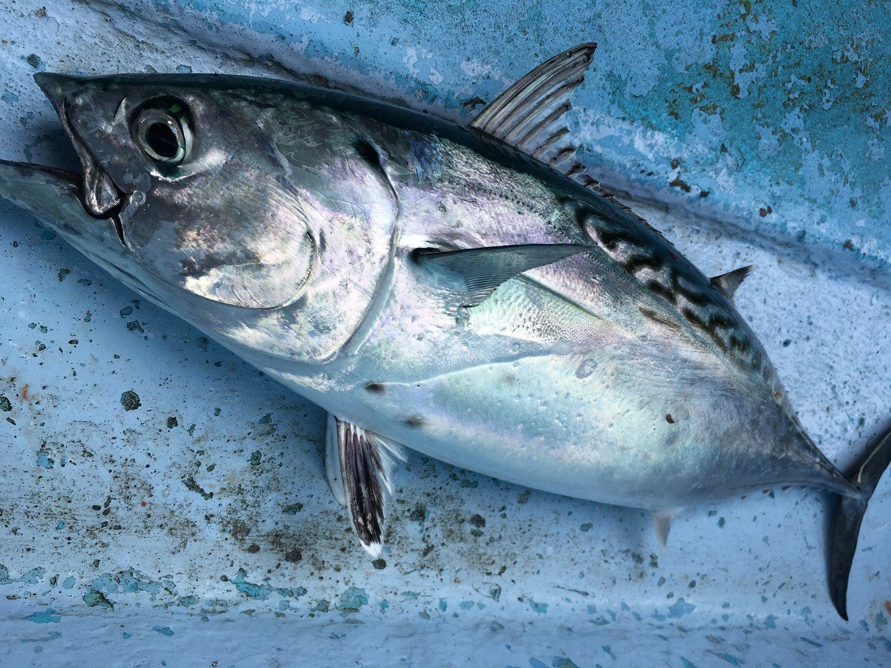 スマ（スズキ目 サバ科）｜釣魚図鑑｜釣割