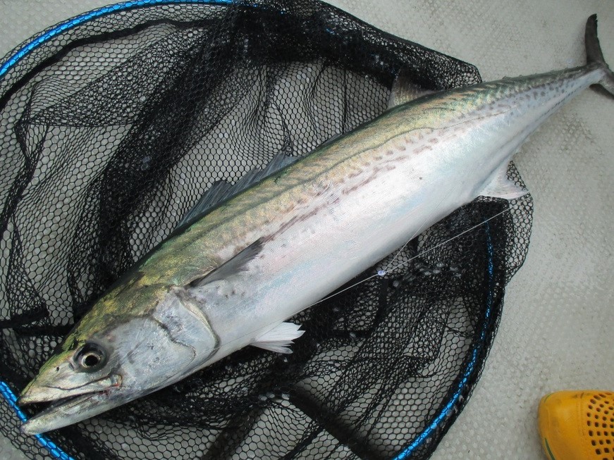 サワラ スズキ目 サバ科 釣魚図鑑 釣割