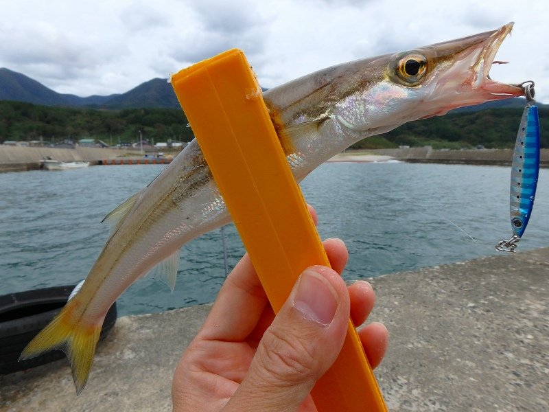 アカカマスの特徴 見分け方 写真から探せる魚図鑑