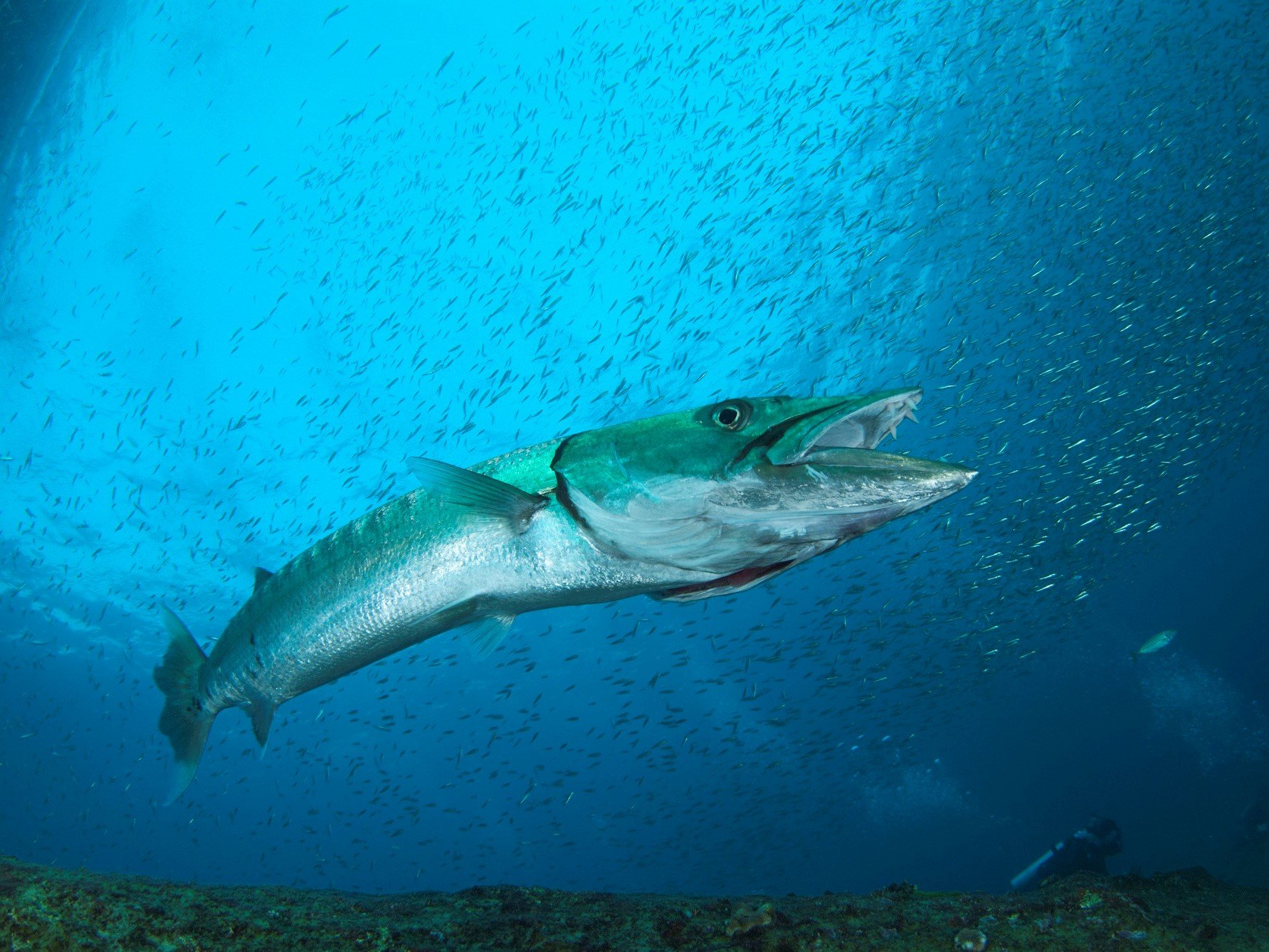 オニカマスの特徴 見分け方 写真から探せる魚図鑑