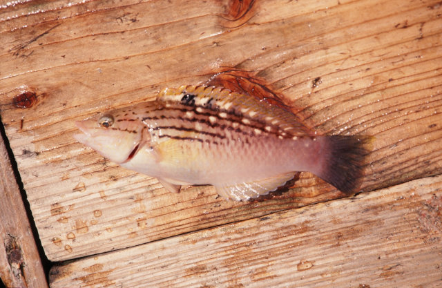 ホシササノハベラ スズキ目 ベラ科 釣魚図鑑 釣割